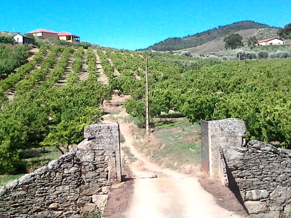 Villa in Vila Flor, Braganca - foto 1