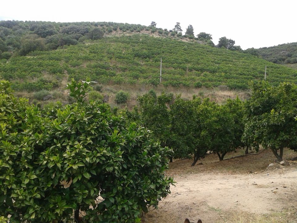 Villa in Vila Flor, Braganca - foto 3