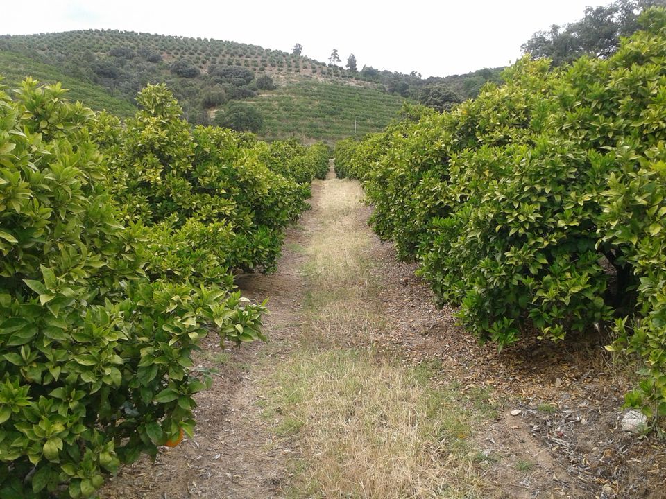 Villa in Vila Flor, Braganca - foto 4