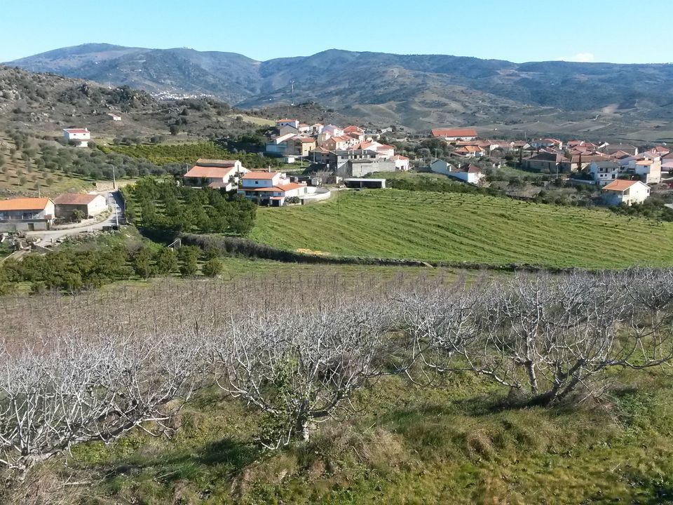 Villa in Vila Flor, Braganca - foto 5