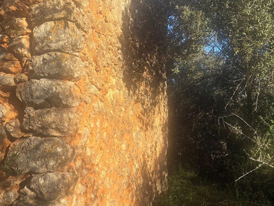 Helårsgrund i Costitx, Mallorca - foto 5