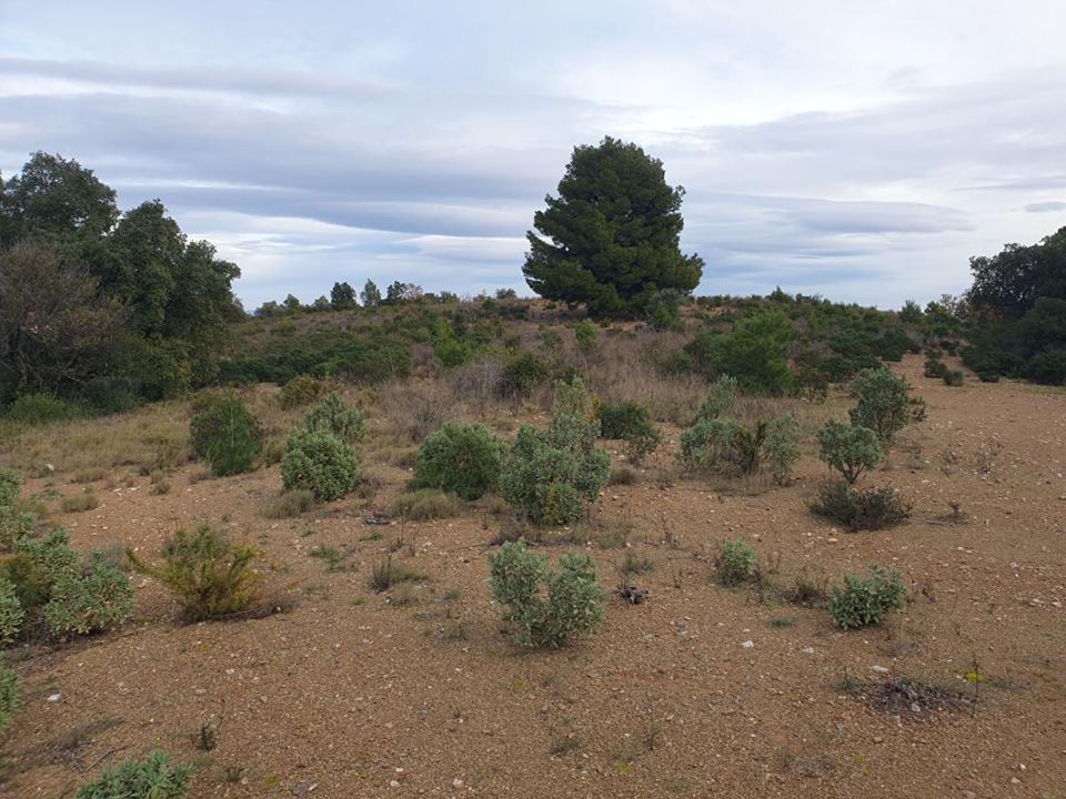 Terra a Tordères, Pyrenees-Orientales - foto 1