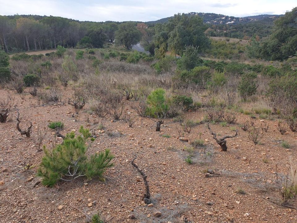 Terra a Tordères, Pyrenees-Orientales - foto 3