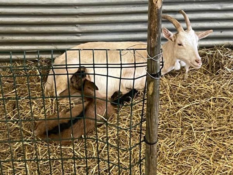 Boerderij in Langon, Gironde - foto 2