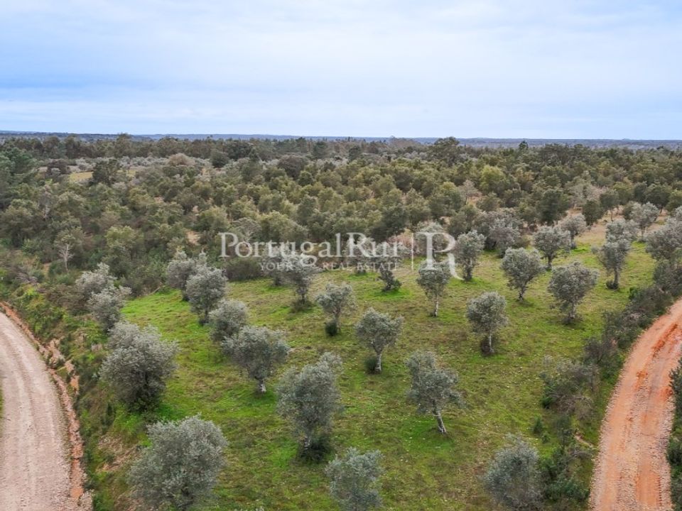Terra a Gaviao, Portalegre - foto 3