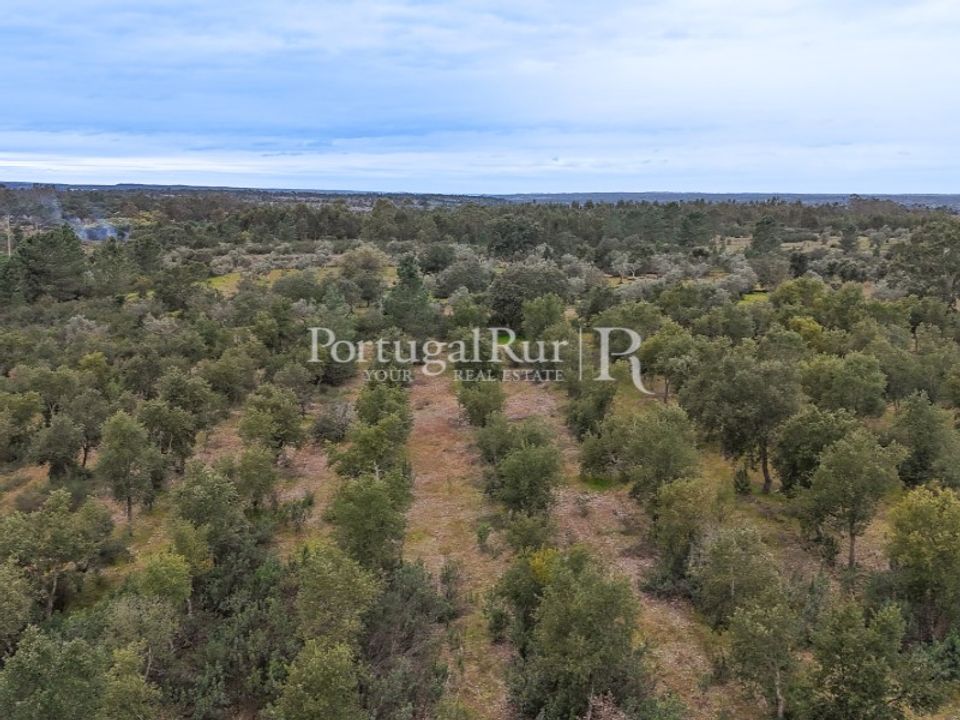 Terra a Gaviao, Portalegre - foto 4