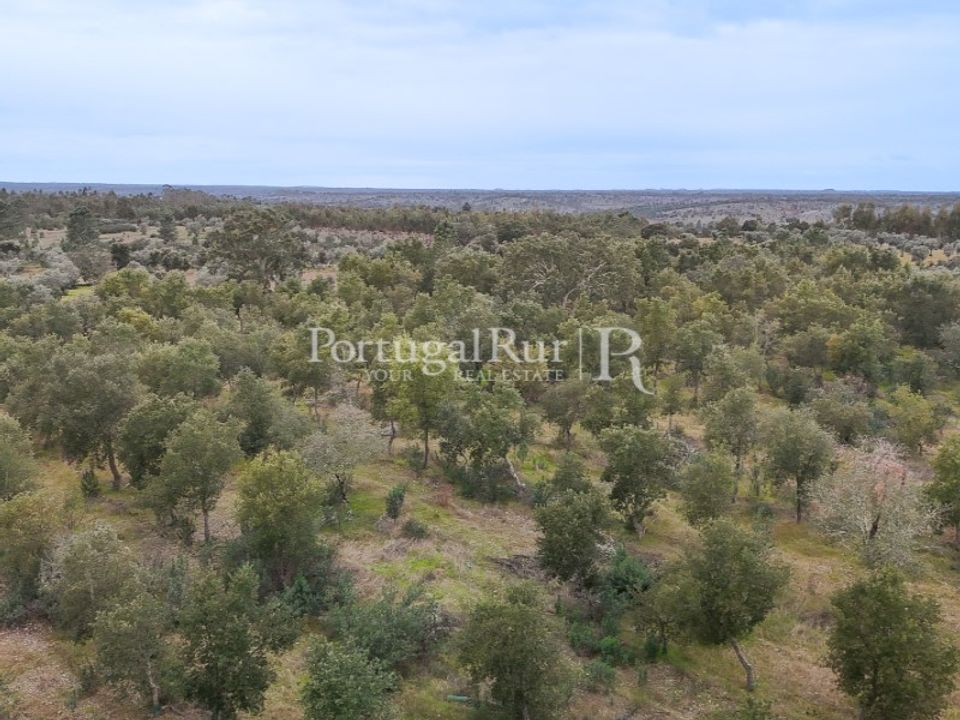 Terra a Gaviao, Portalegre - foto 5