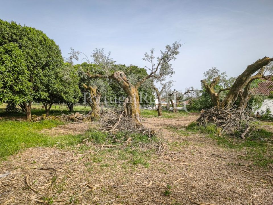 Farm i Soalheira, Castelo Branco - foto 5