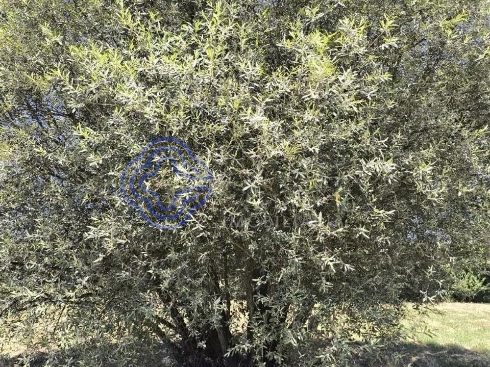 Helårsgrund i Fundao, Castelo Branco - foto 4
