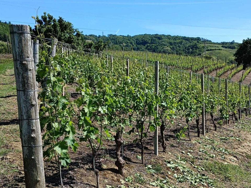 Farm hus i Santo Stefano Belbo, Cuneo - foto 4