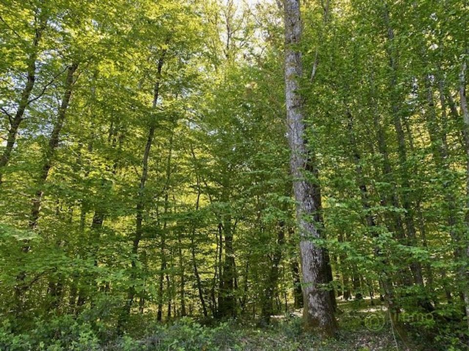 Terra a Saint-Hilaire-les-Andresis, Loiret - foto 4