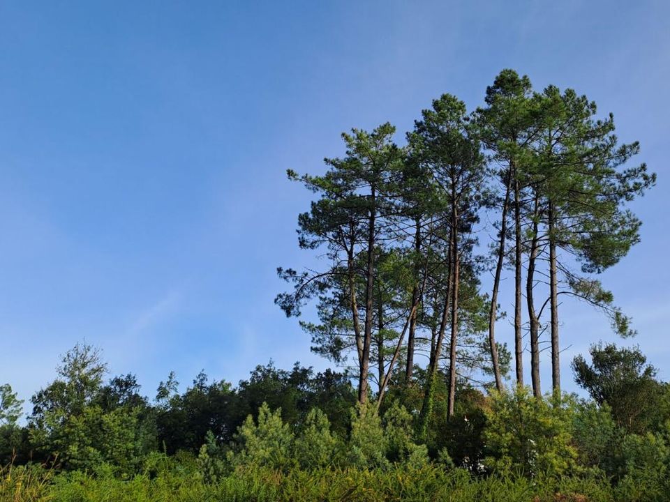 Tomt i Moliets-et-Maa, Landes - foto 3