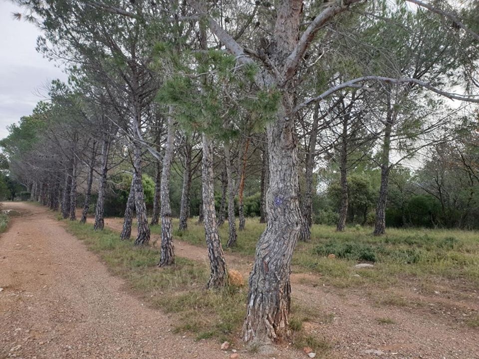 Terra em Tordères, Pyrenees-Orientales - foto 2