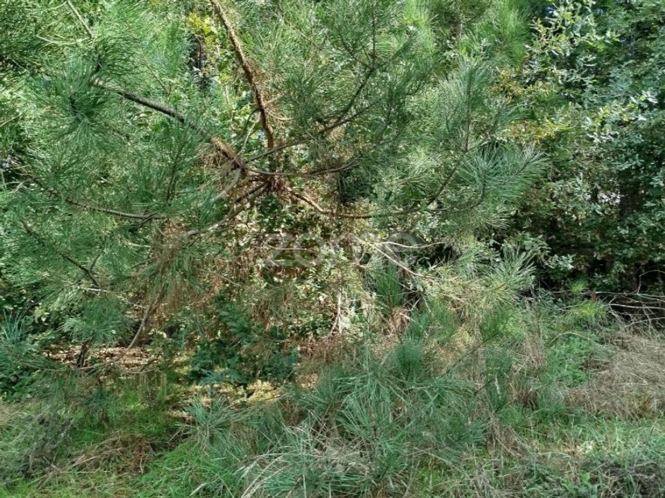 Działka: Vilar de Besteiros, Viseu – zdjęcie 4