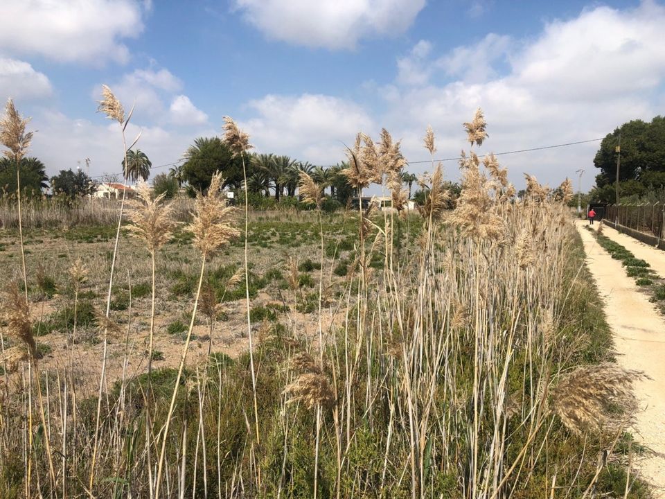 Landejendom i Elche, Alicante - foto 4