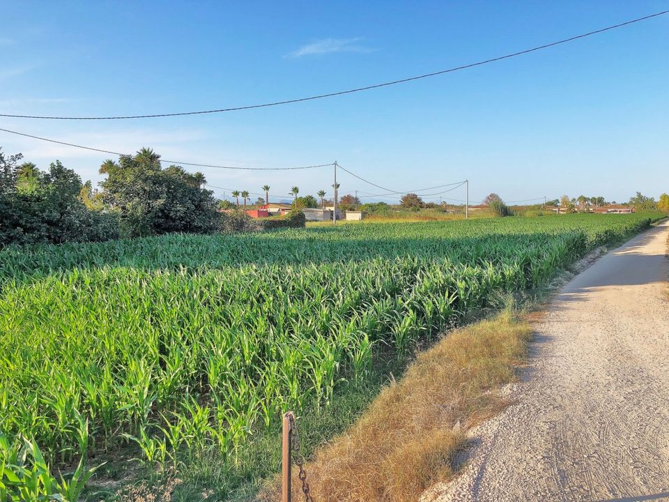 Tomt i Dolores, Alicante - bilde 1
