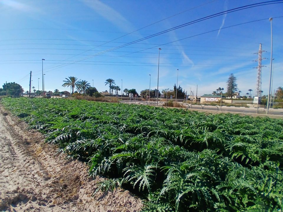 Helårsgrund i Elche, Alicante - foto 4