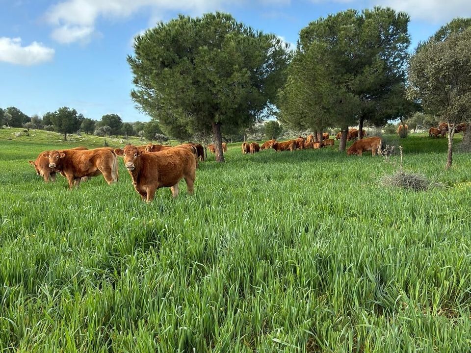 Tomt i Valencia De Las Torres, Badajoz - bilde 1