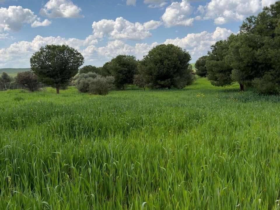 Tomt i Valencia De Las Torres, Badajoz - bilde 2