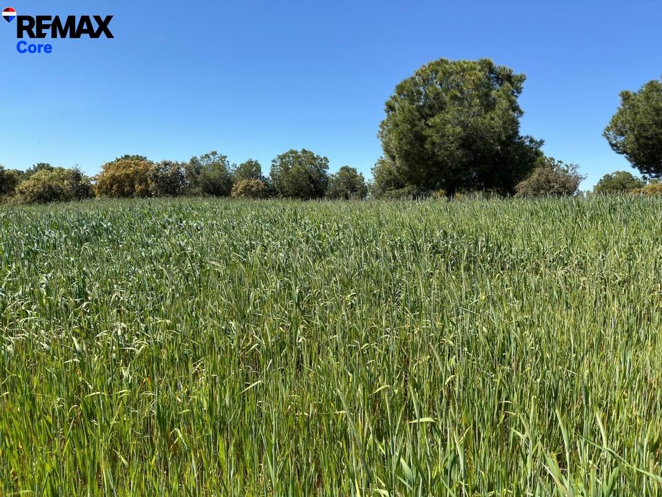 Tomt i Valencia De Las Torres, Badajoz - bilde 4