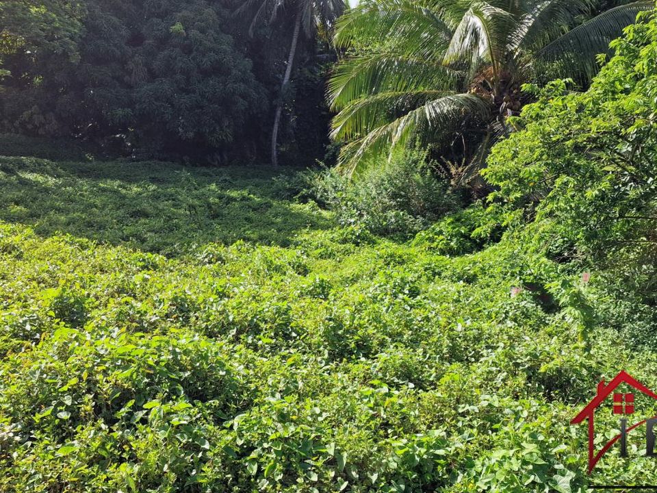 Terra a Petit-Bourg, Guadeloupe - foto 4