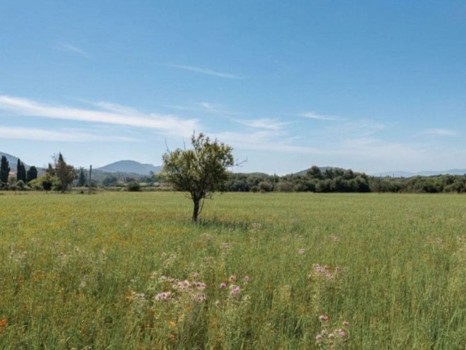 Helårsgrund i Felanitx, Mallorca - foto 5