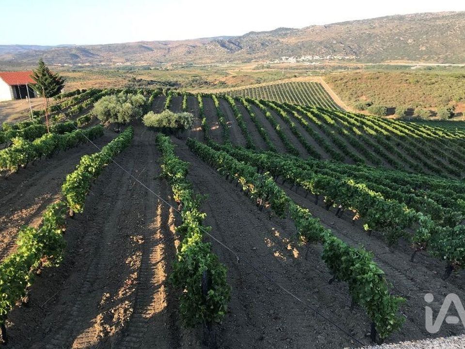 Gård i Vila Flor, Braganca - bilde 1