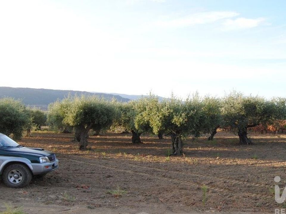 Gård i Vila Flor, Braganca - bilde 4