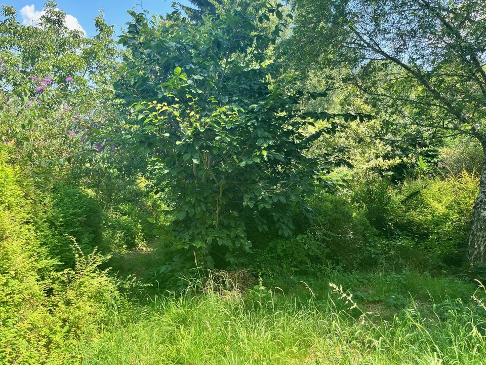 Terra em Treignac, Correze - foto 5