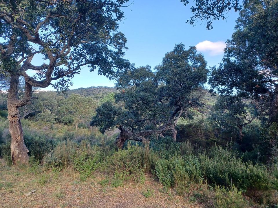 Tomt i Ramatuelle, Var - bilde 3