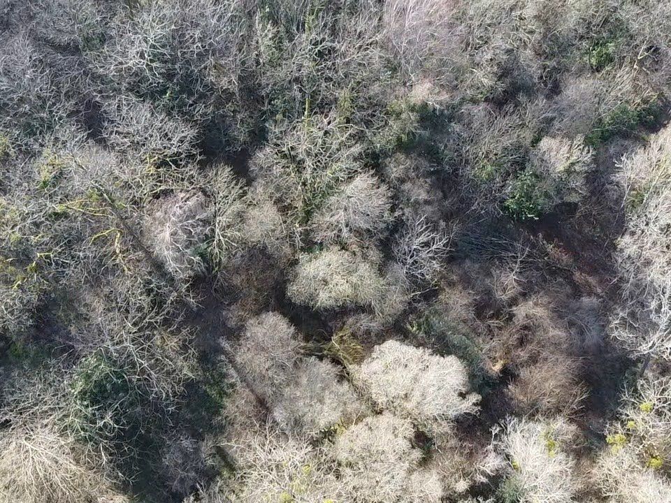Tomt i Piegut-Pluviers, Dordogne - bilde 4