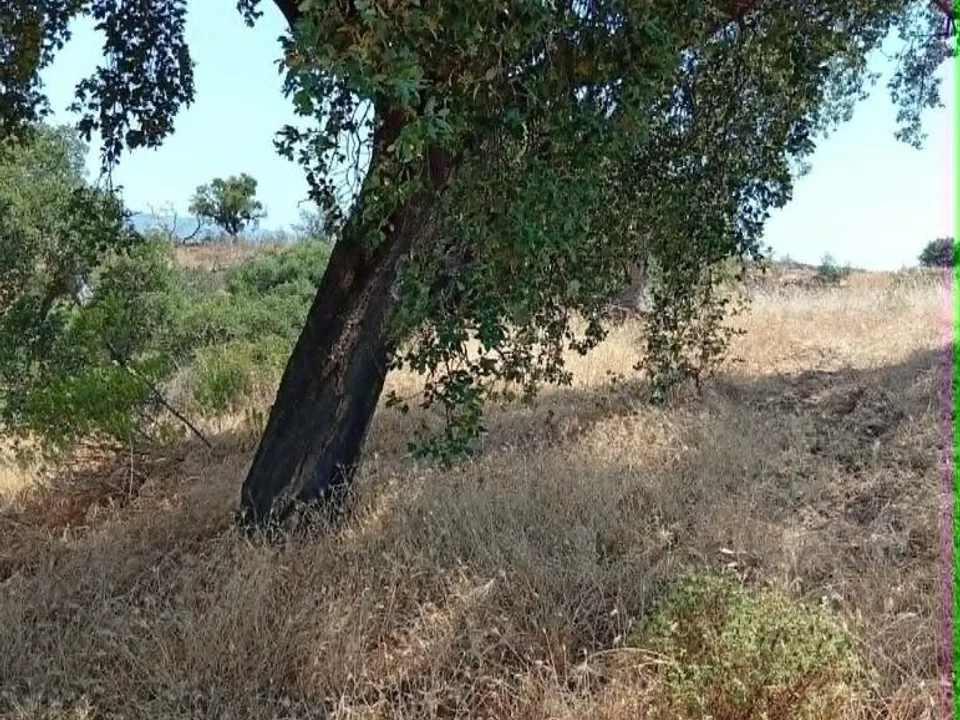 Tomt i Almodovar, Beja - foto 3