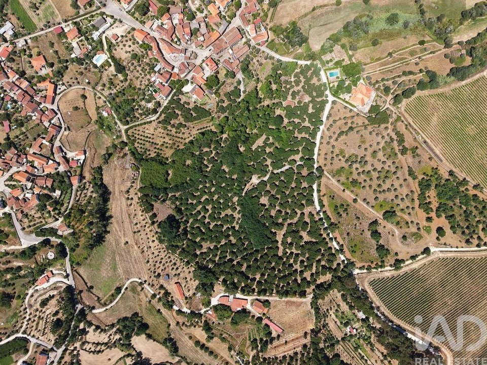 Grundstück in Carregal do Sal, Viseu - Foto 1