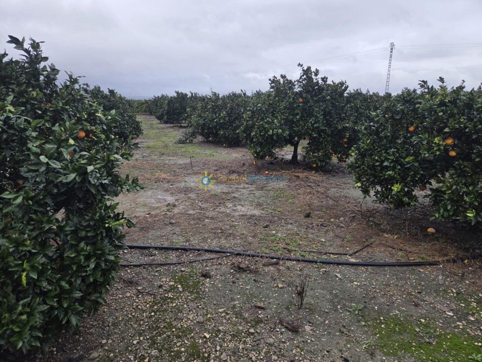 Terreno en Senyera, Valencia - foto 1