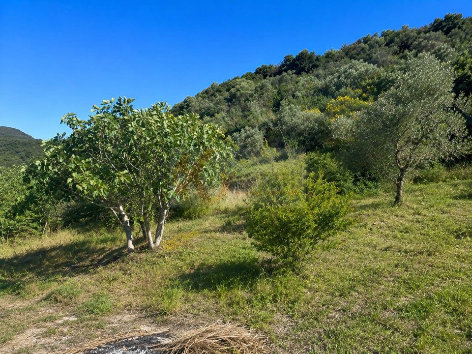 Terra a Codrongianos, Sassari - foto 3