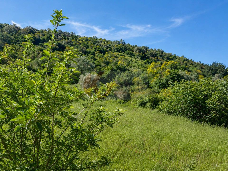 Terra a Codrongianos, Sassari - foto 4