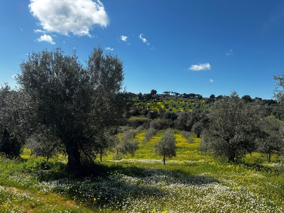 Terreno en Portel, Evora - foto 1