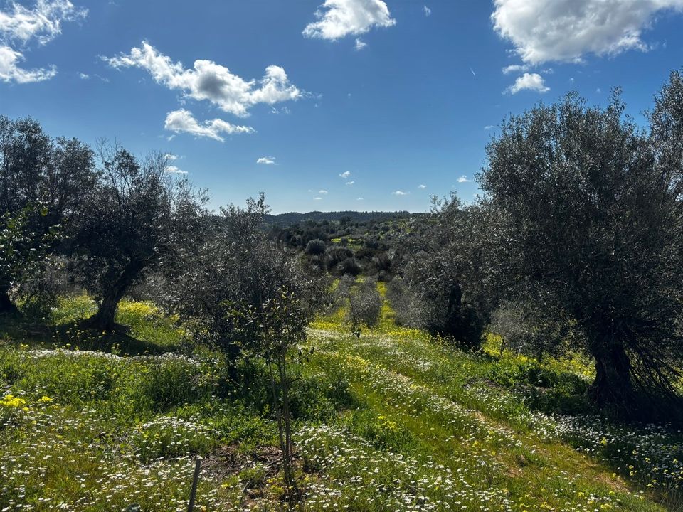 Terreno en Portel, Evora - foto 2
