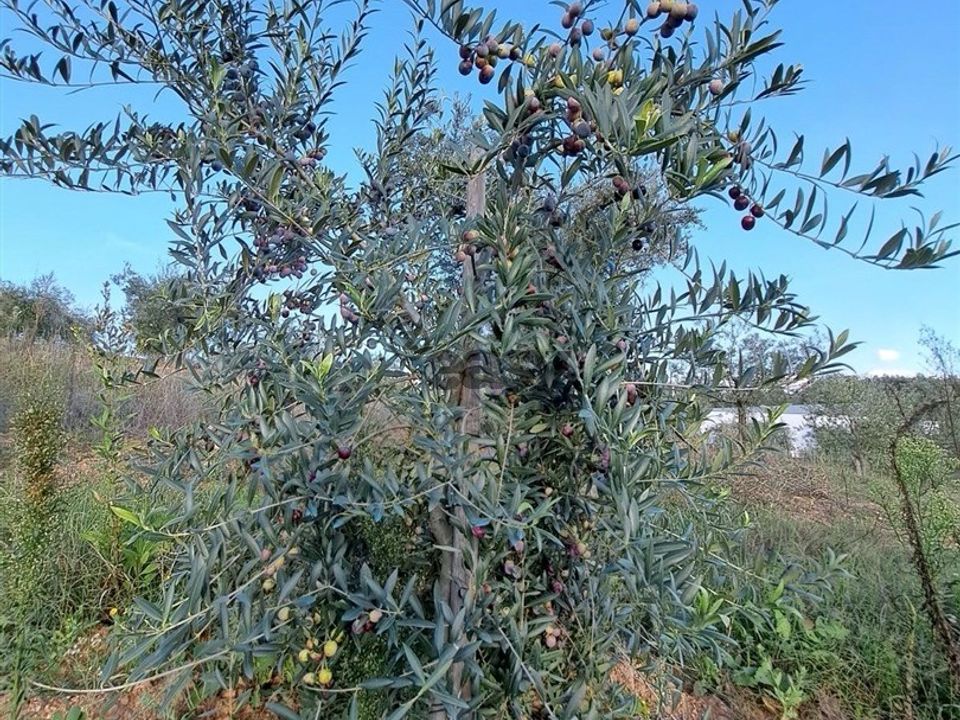 Terreno en Portel, Evora - foto 3