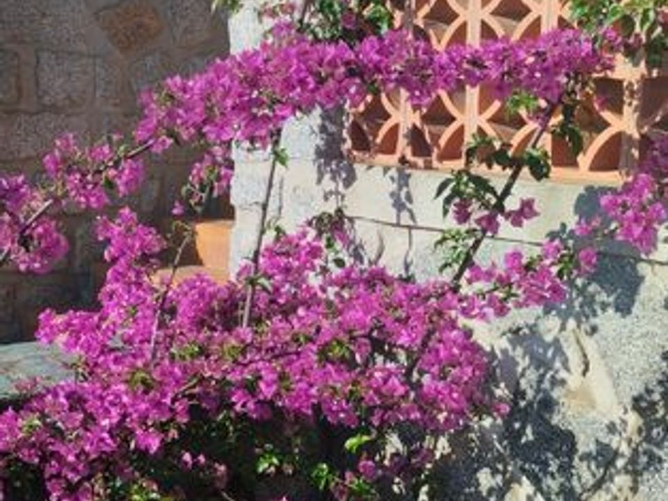 Villa i Petreto-Bicchisano, Corse-du-Sud - foto 4