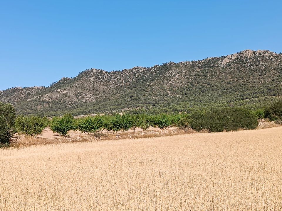 Terra em Yecla, Murcia - foto 1