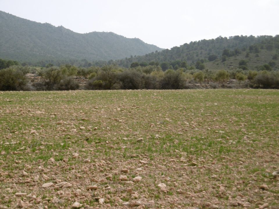 Terra em Yecla, Murcia - foto 1