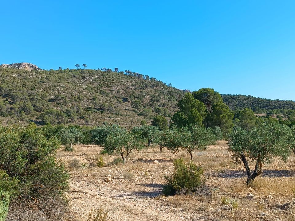 Terra em Yecla, Murcia - foto 2