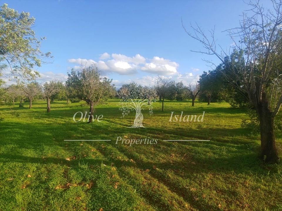 Helårsgrund i Marratxinet (Marratxi), Mallorca - foto 1
