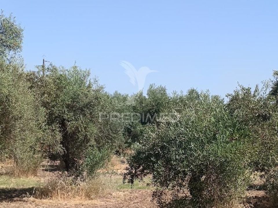 Helårsgrund i Campo Maior, Portalegre - foto 2