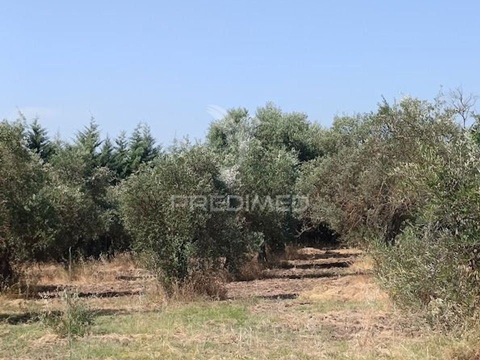 Helårsgrund i Campo Maior, Portalegre - foto 4
