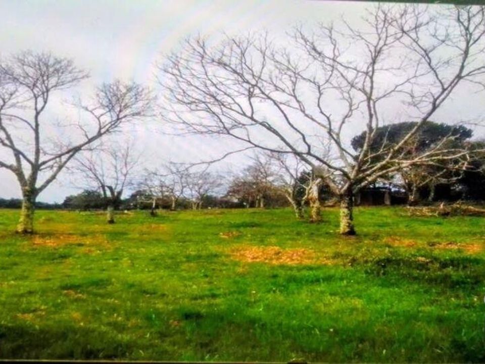 Terra a Portalegre, Portalegre - foto 2