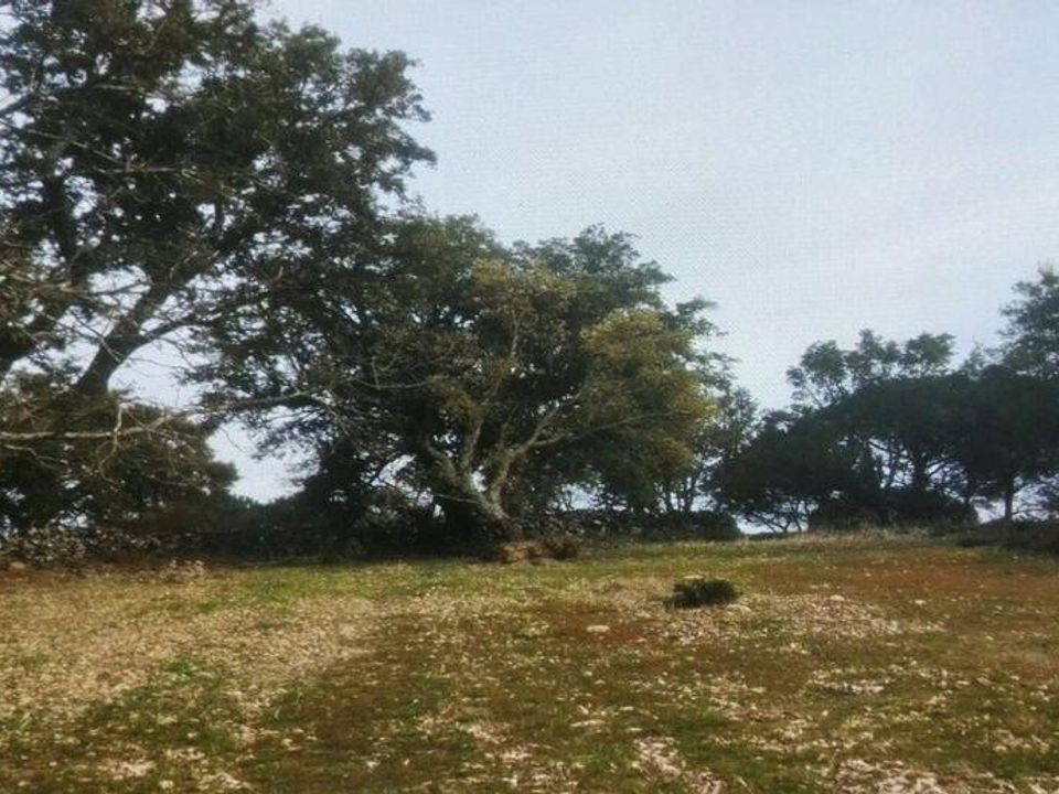 Terra a Portalegre, Portalegre - foto 4