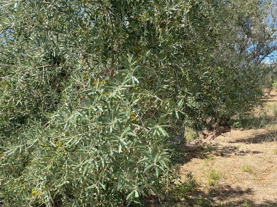 Tomt i Serra, Santarem - bilde 5