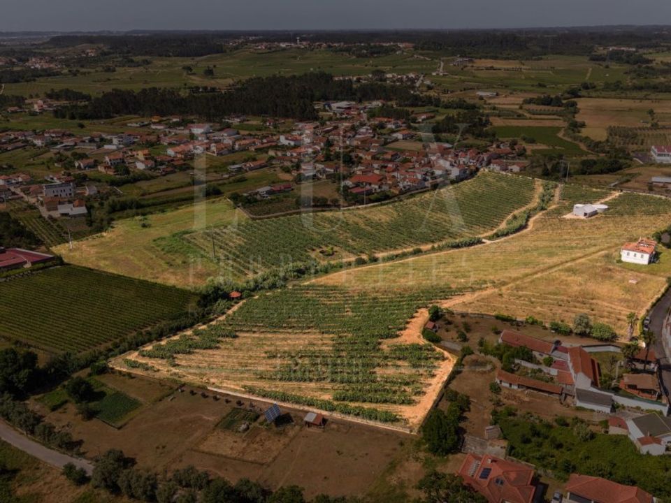 Gård i Anadia, Aveiro - bilde 1